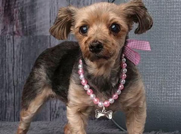 Shelter Rescue Project