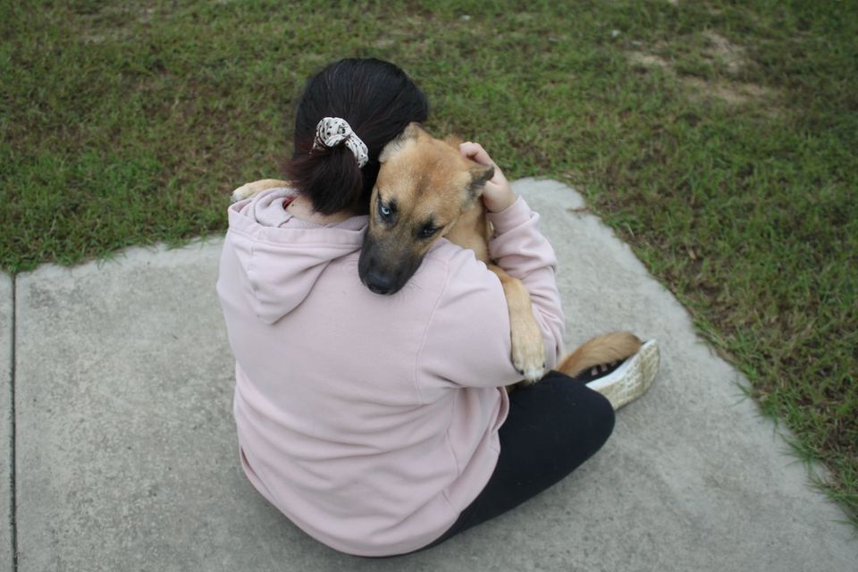 Shelter Rescue Project