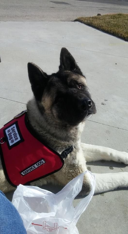 Guardian Paws Service Dog