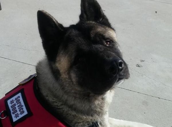 Guardian Paws Service Dog