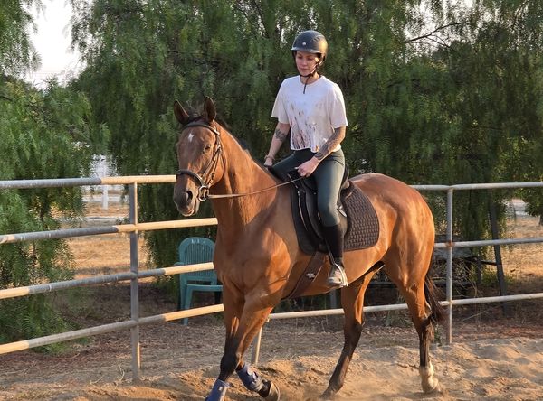 California Coastal Horse Rescue