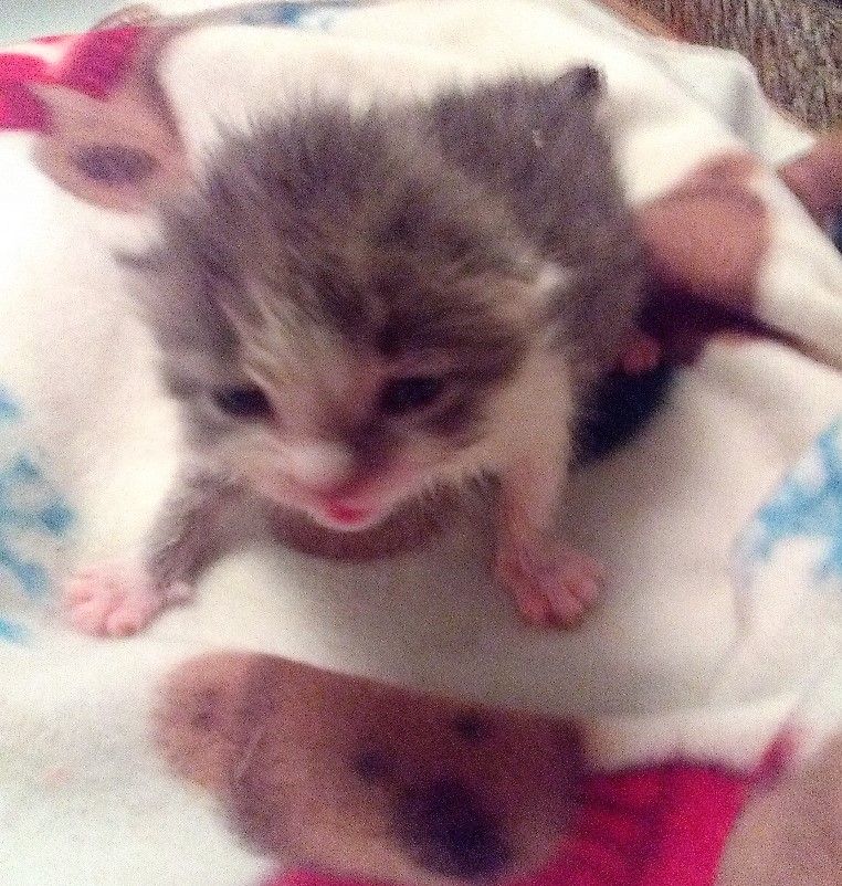 Fixed Feline, Inc. DBA Katskill Mountain Critters