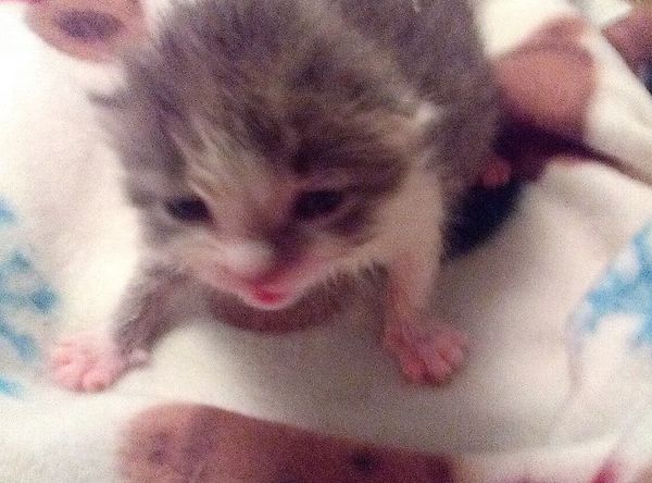 Fixed Feline, Inc. DBA Katskill Mountain Critters