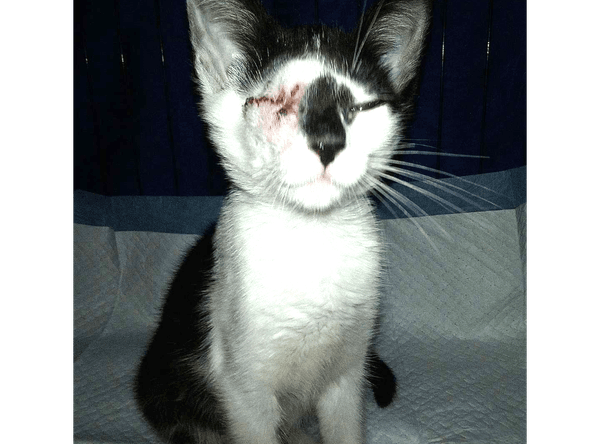 Fixed Feline, Inc. DBA Katskill Mountain Critters