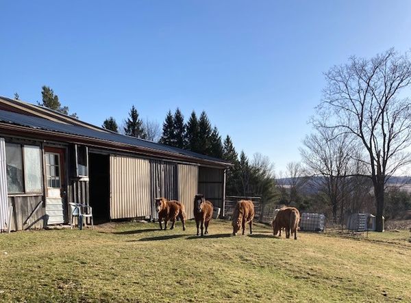 Gemini Farm Sanctuary