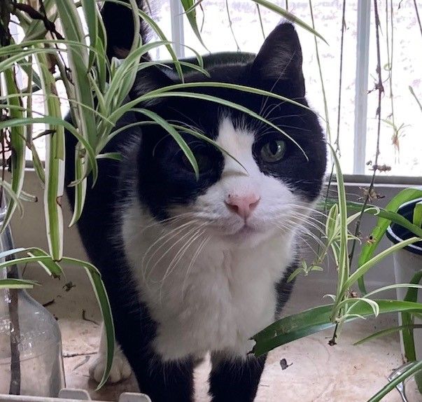 Gemini Farm Sanctuary