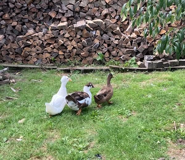 Gemini Farm Sanctuary