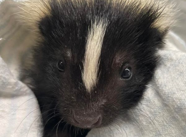 The Wildlife Sanctuary of Northwest Florida