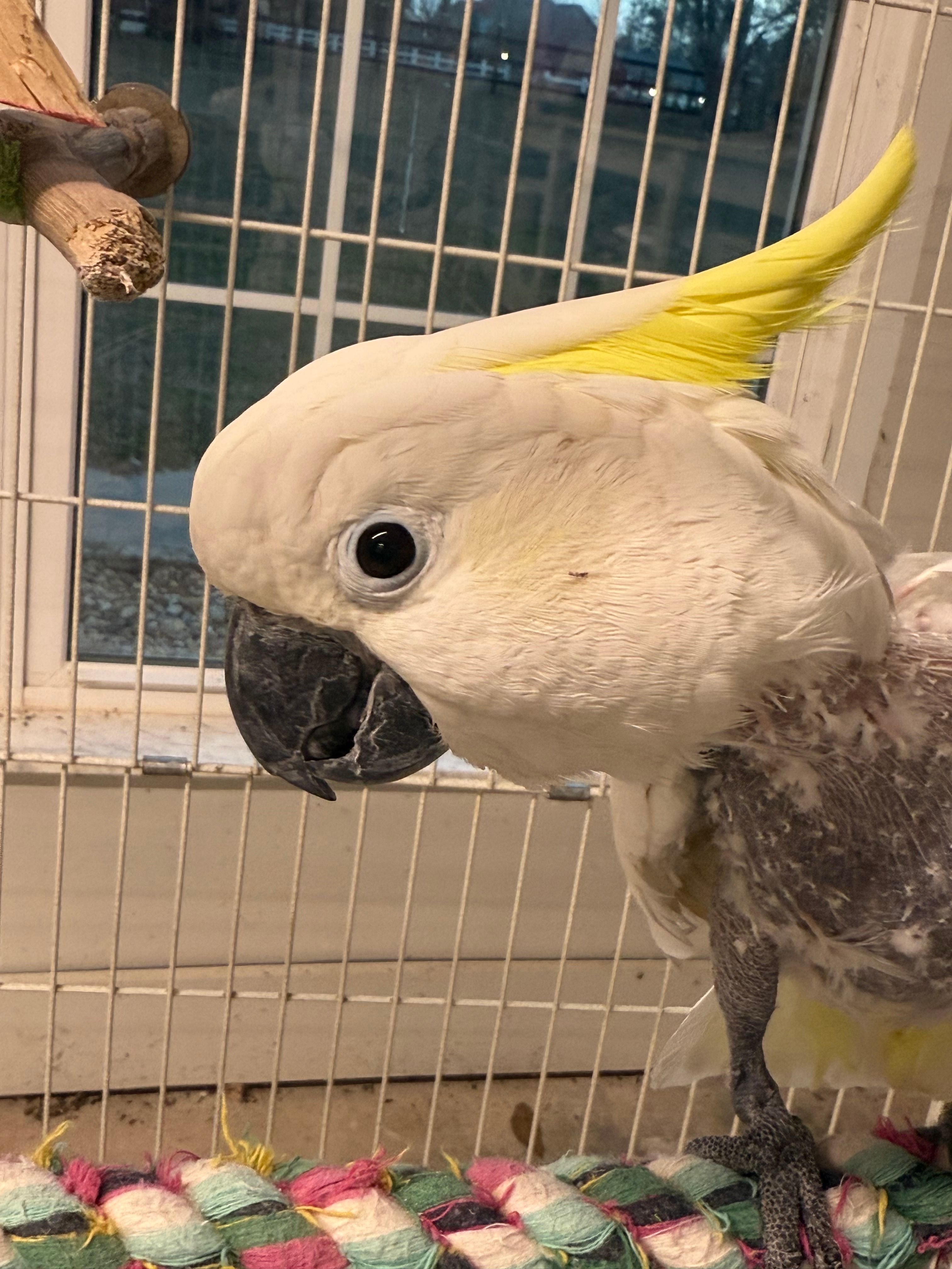 Totally Flocked Avian Rescue