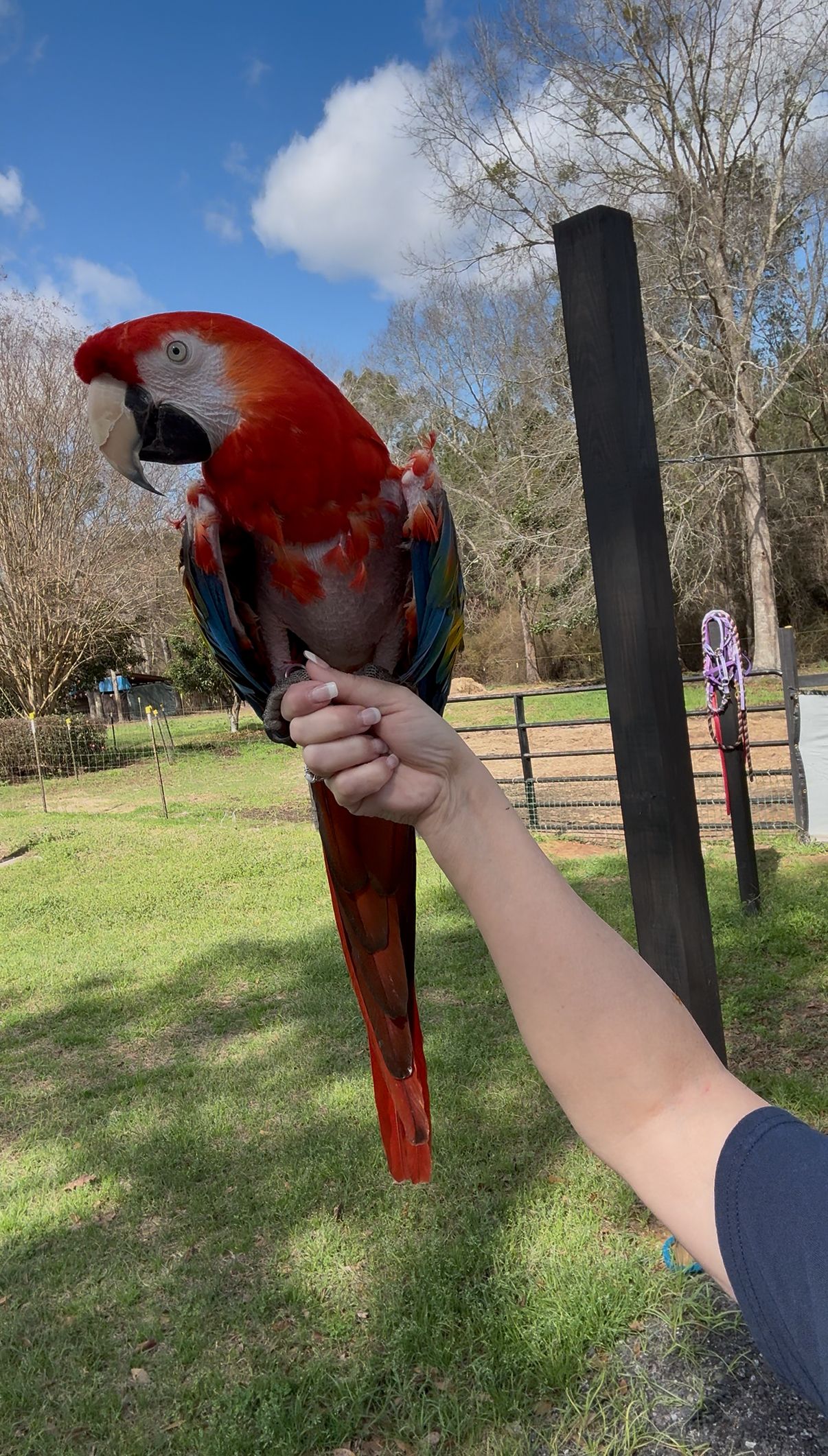 Totally Flocked Avian Rescue