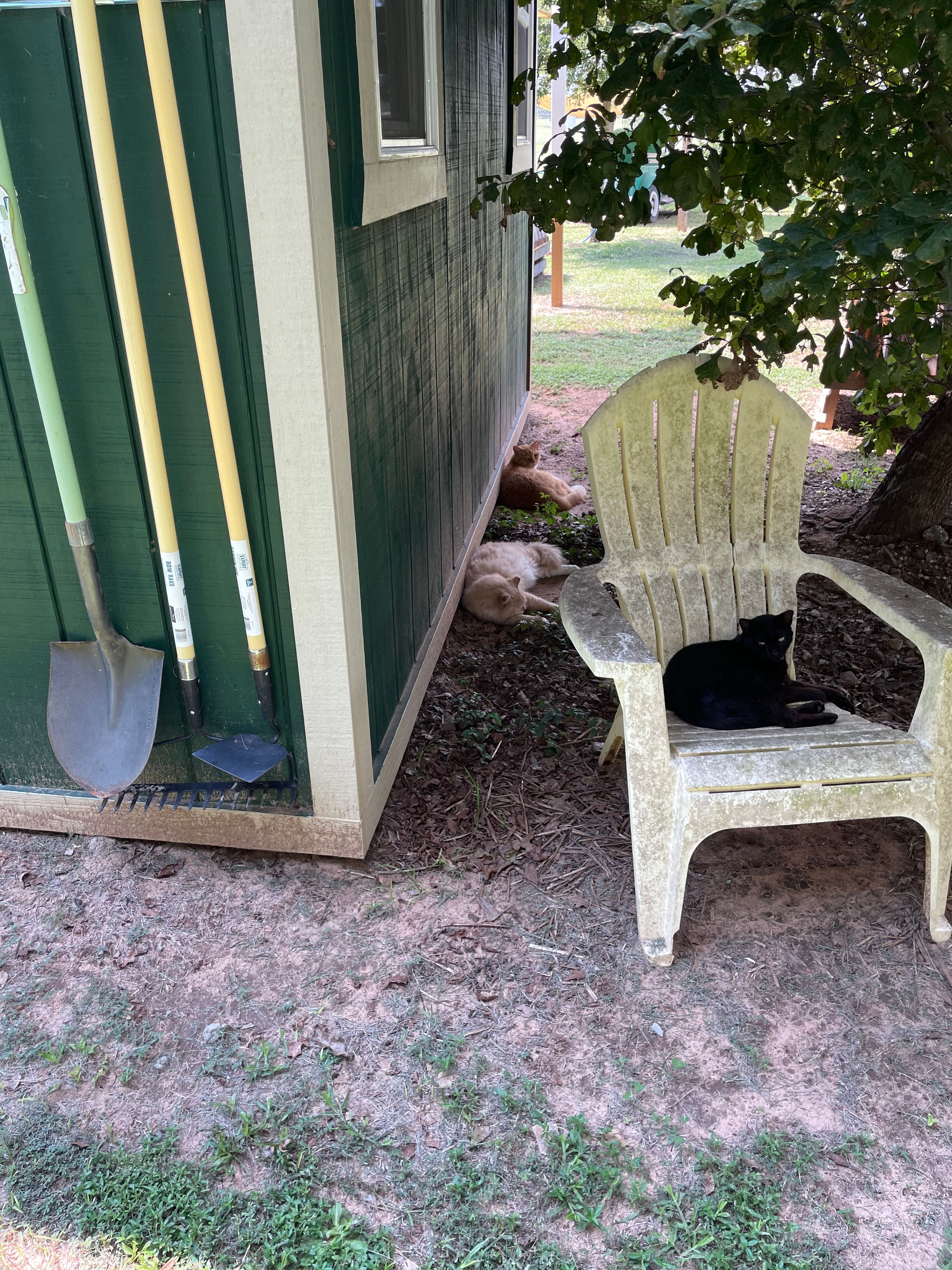 Coastal Cats and Critters