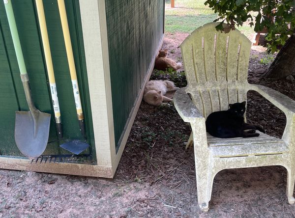 Coastal Cats and Critters