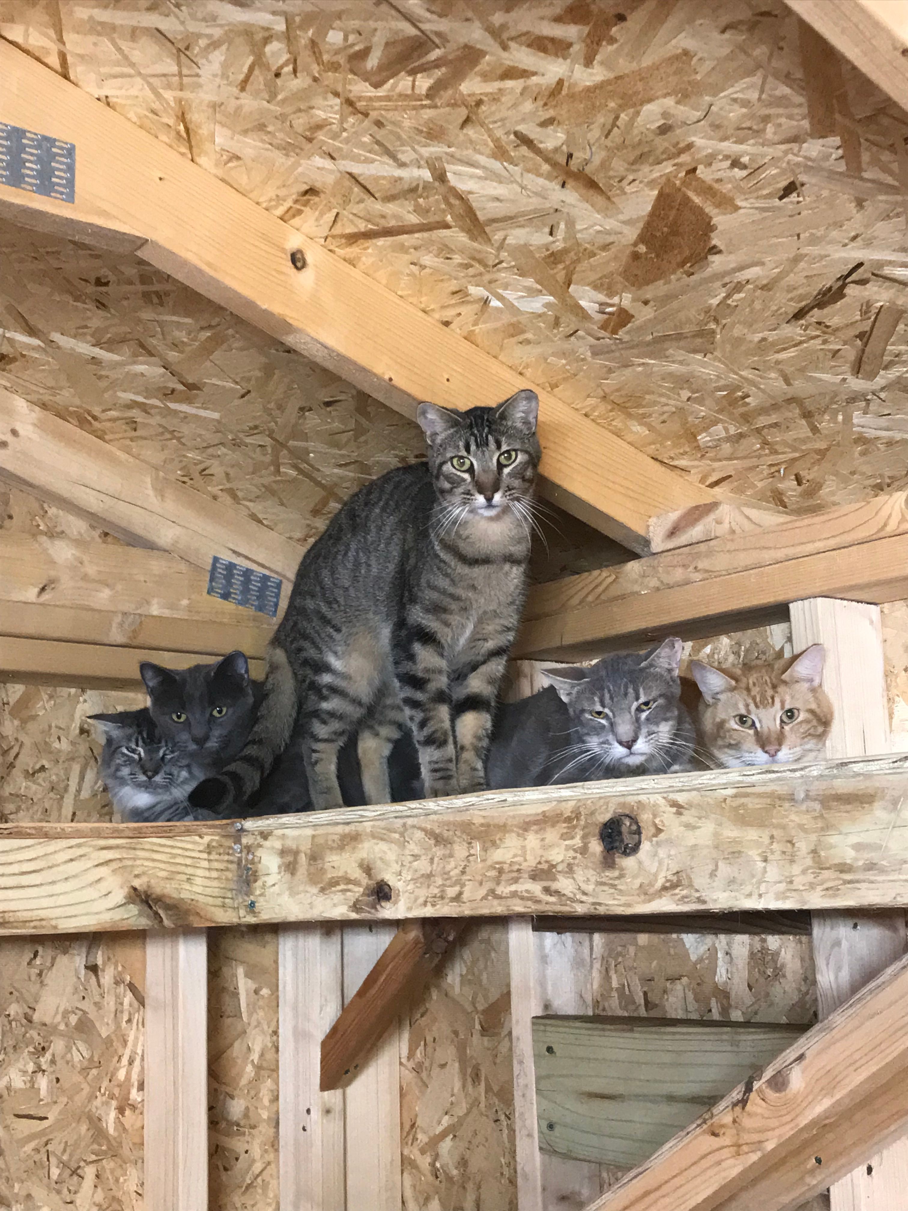 Coastal Cats and Critters