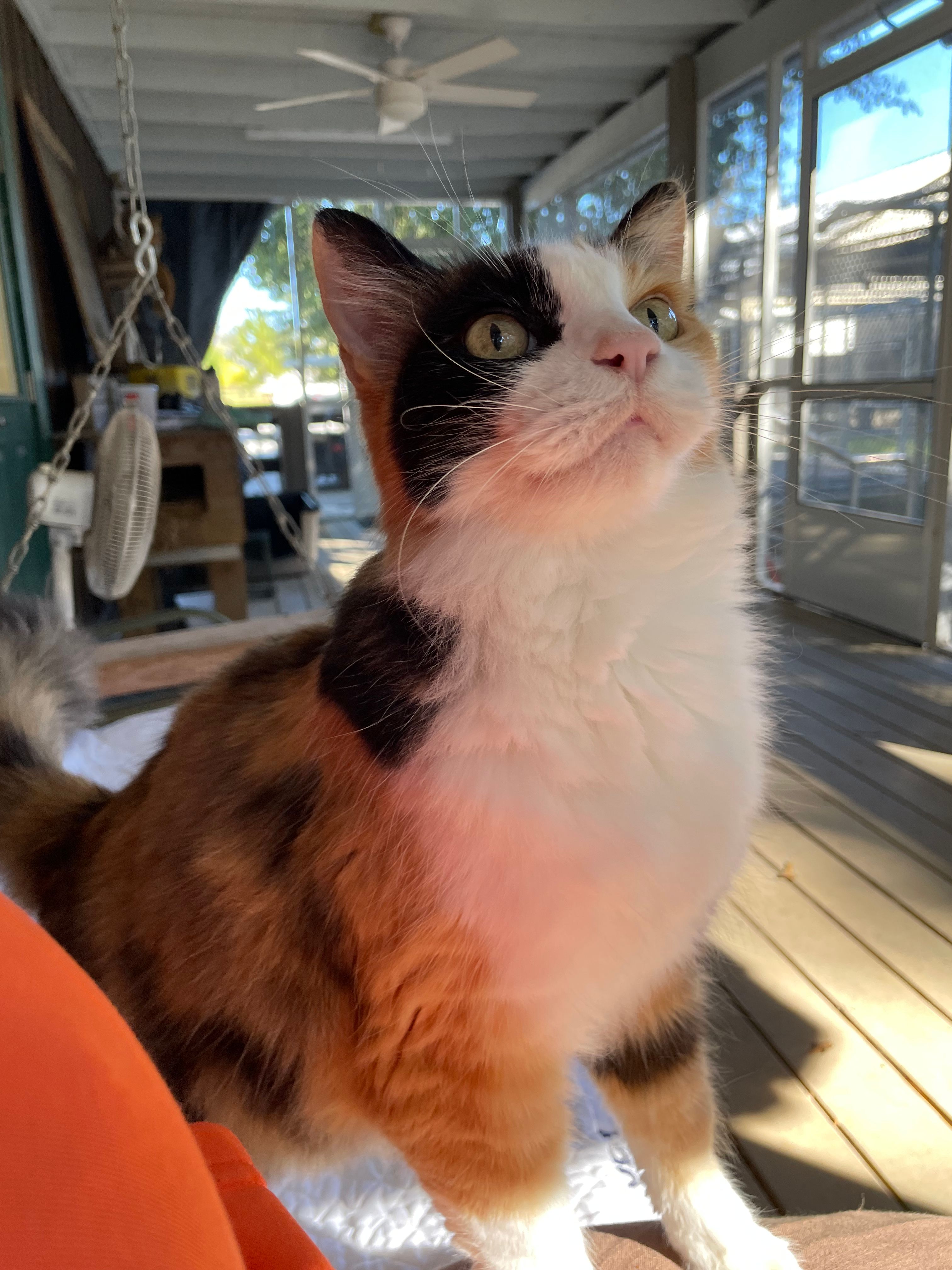 Coastal Cats and Critters