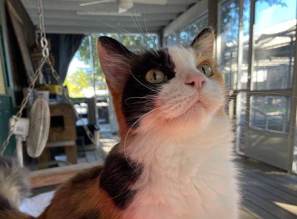 Coastal Cats and Critters