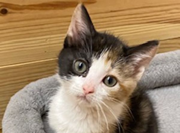 Feline Friends of Moore County