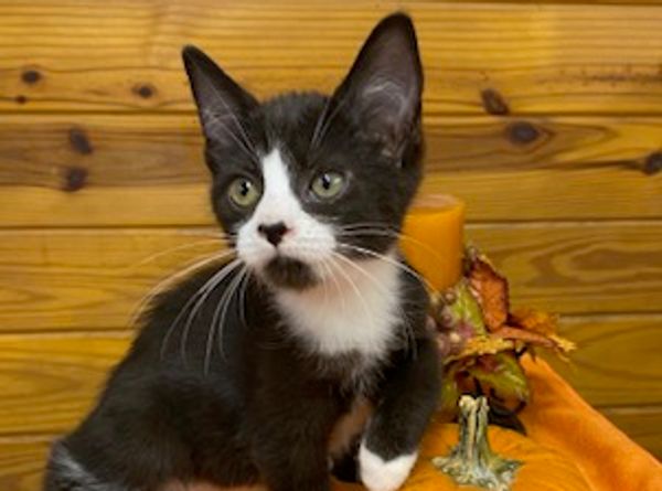 Feline Friends of Moore County