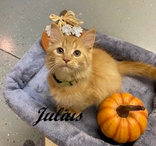 Feline Friends of Moore County