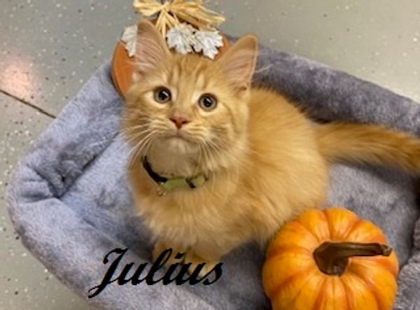 Feline Friends of Moore County