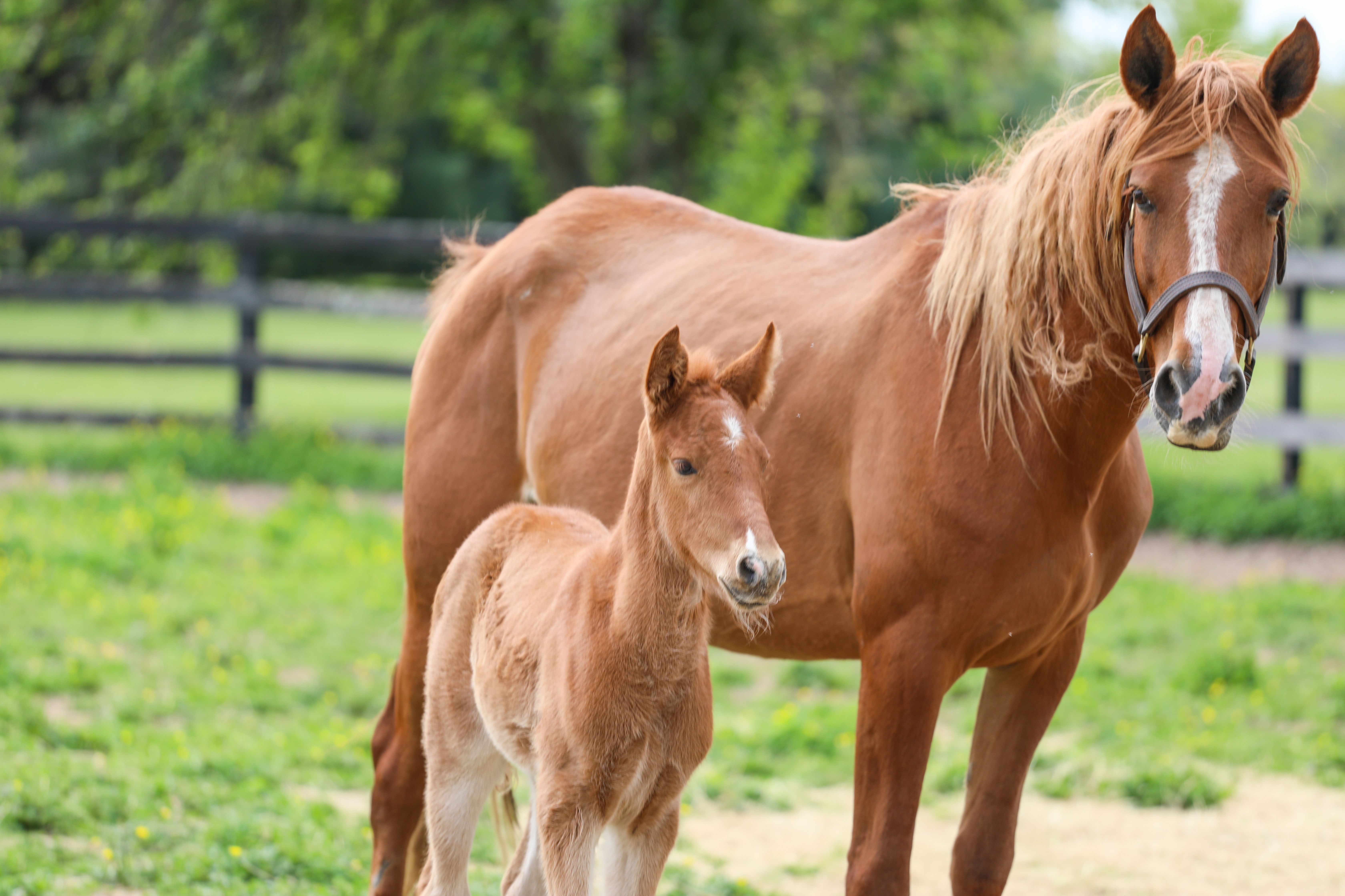 Kentucky Equine Adoption Center