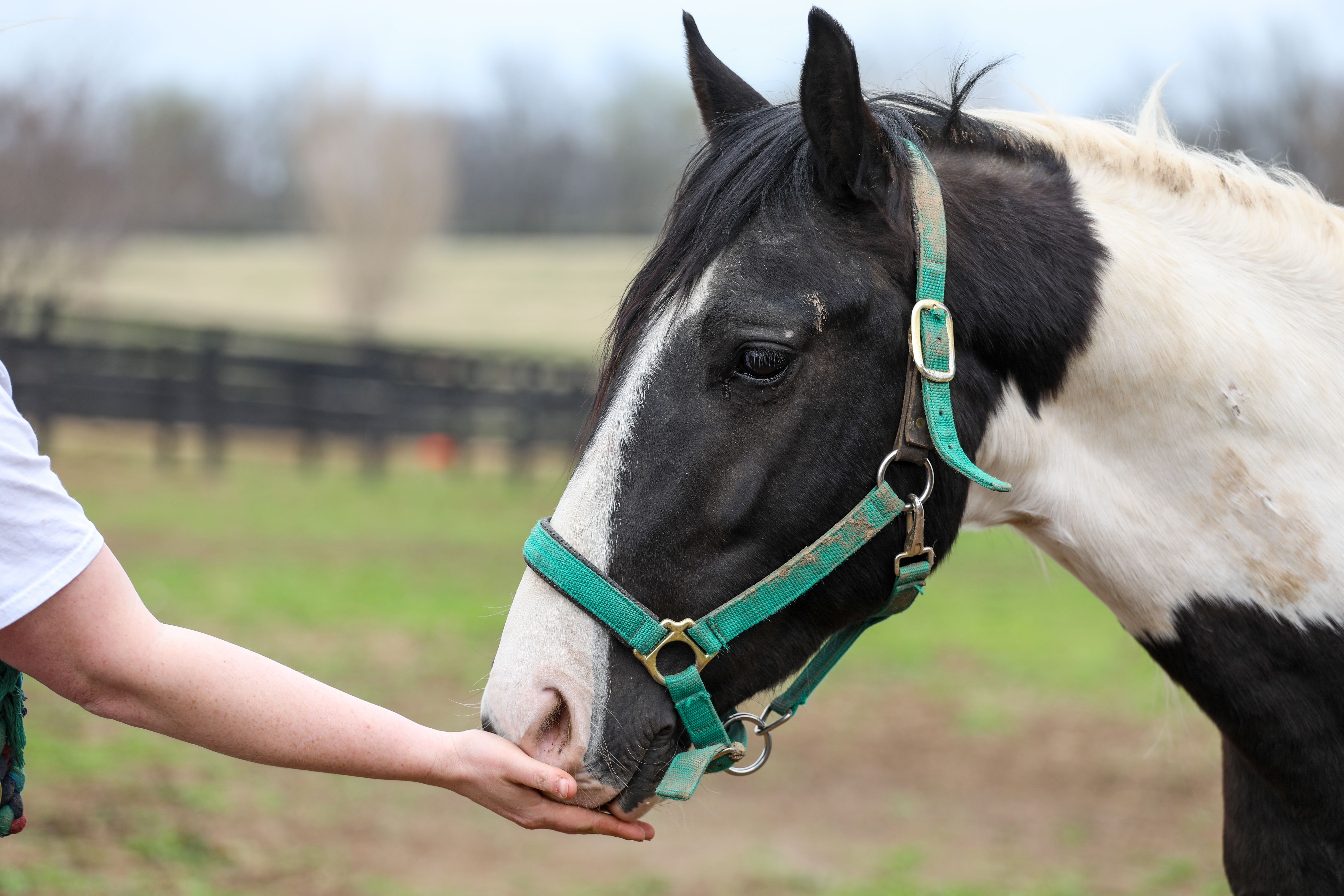 Kentucky Equine Adoption Center