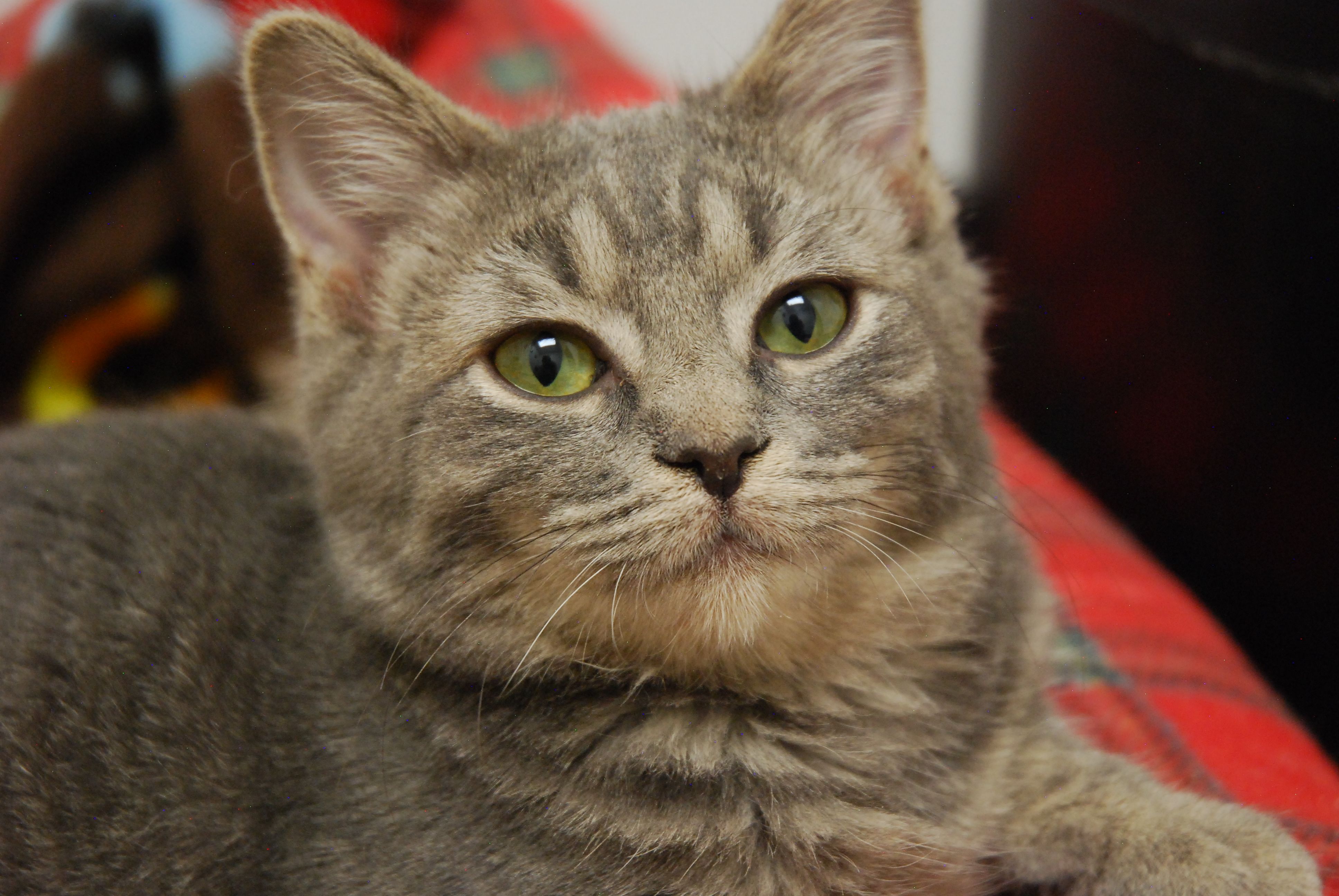 Colorado Kitty Coalition