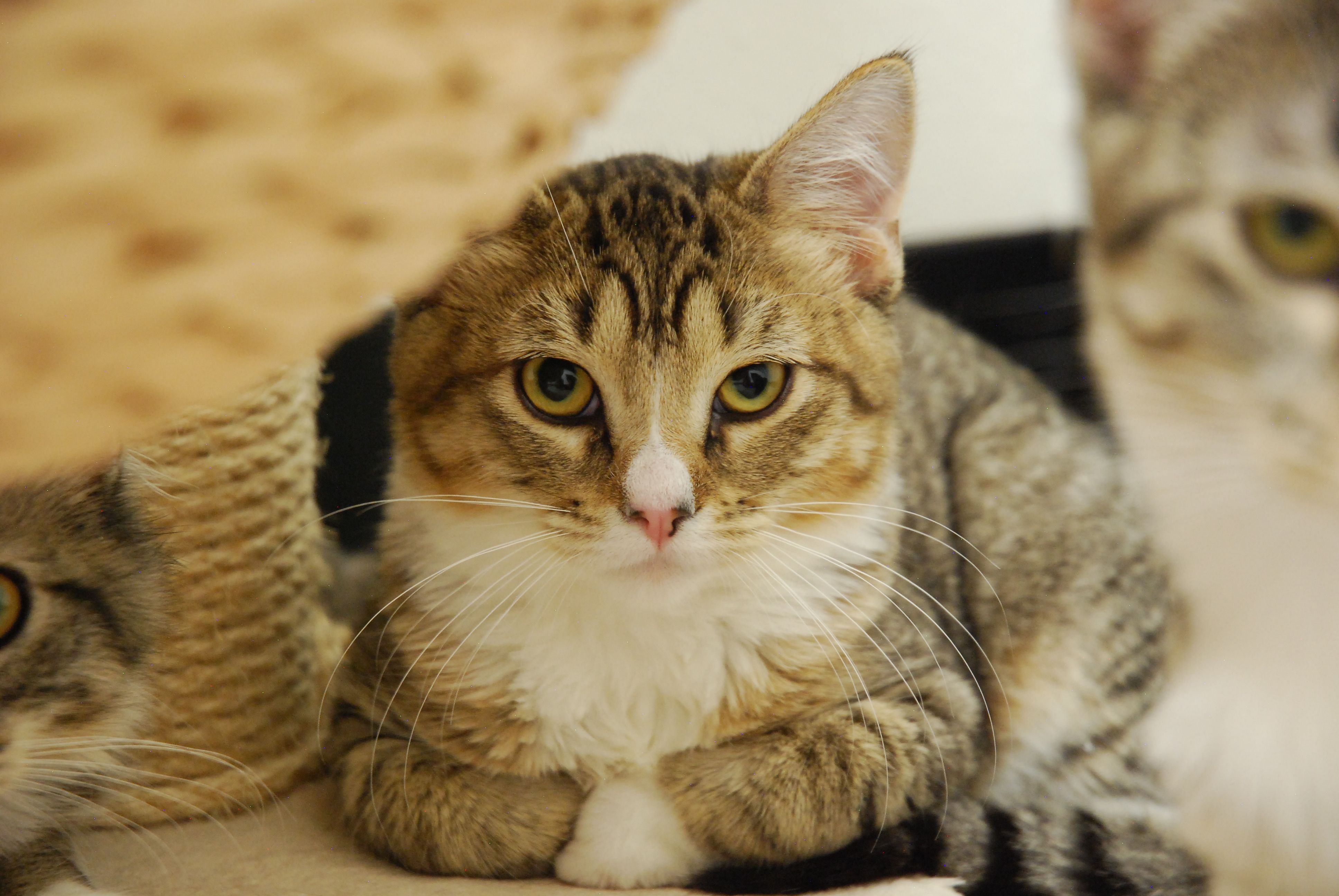 Colorado Kitty Coalition