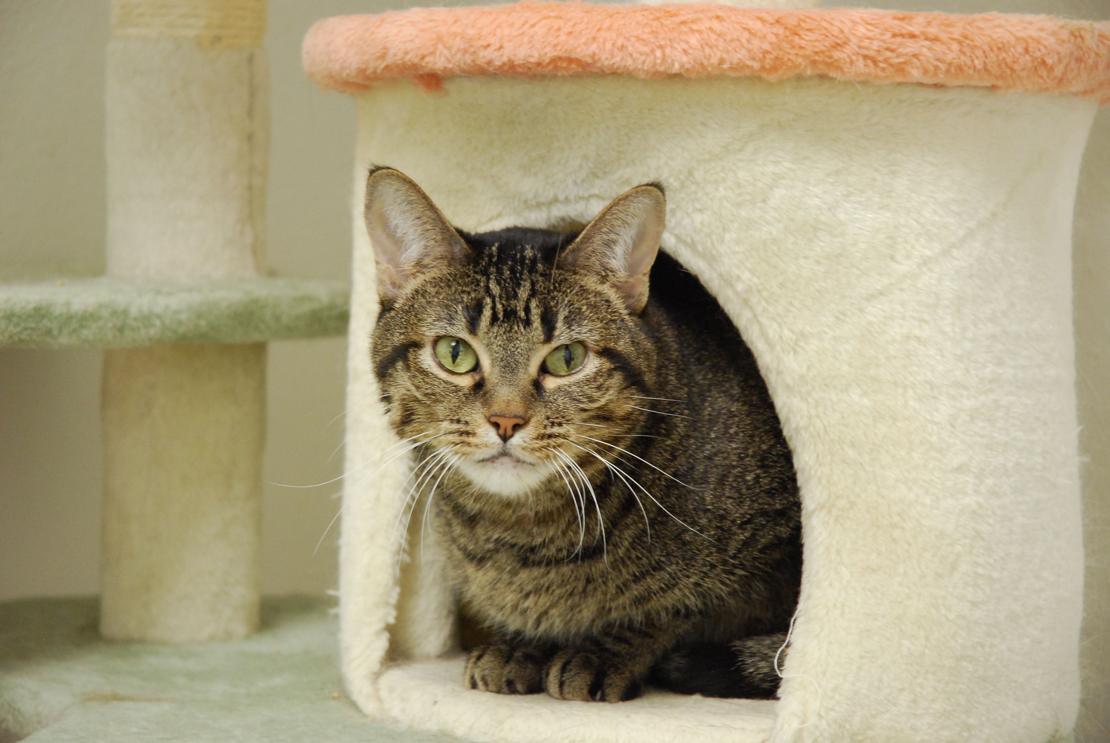 Colorado Kitty Coalition