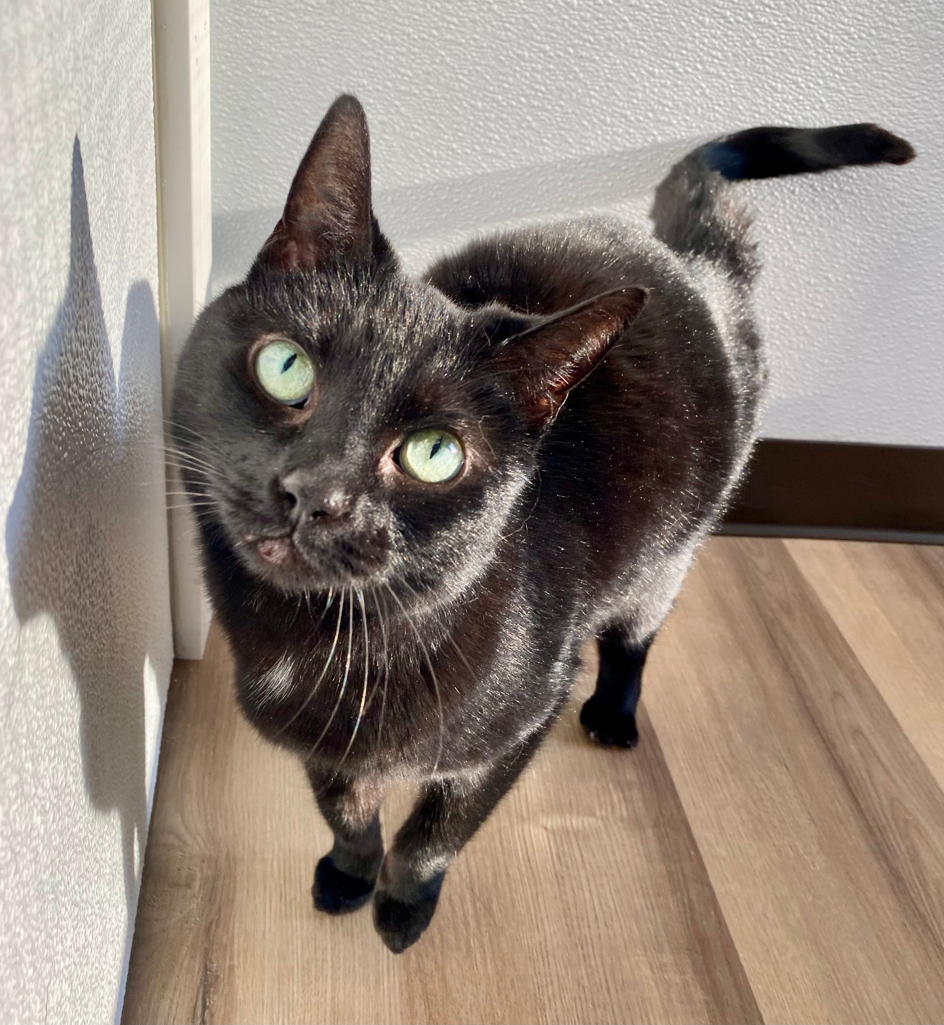 Laps and Naps Home for Senior Cats