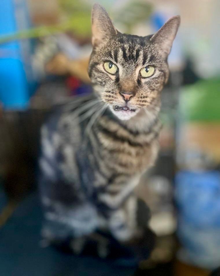 Laps and Naps Home for Senior Cats