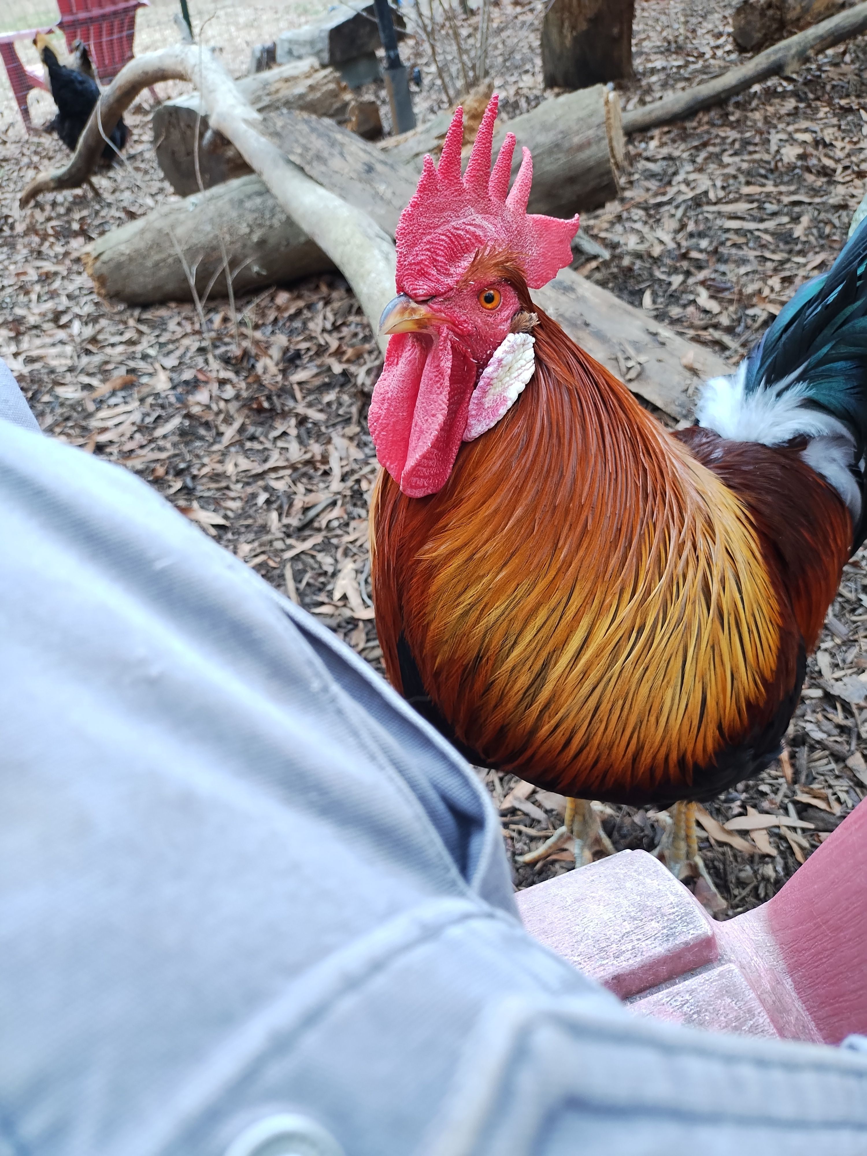 Mother Clucker's Microsanctuary