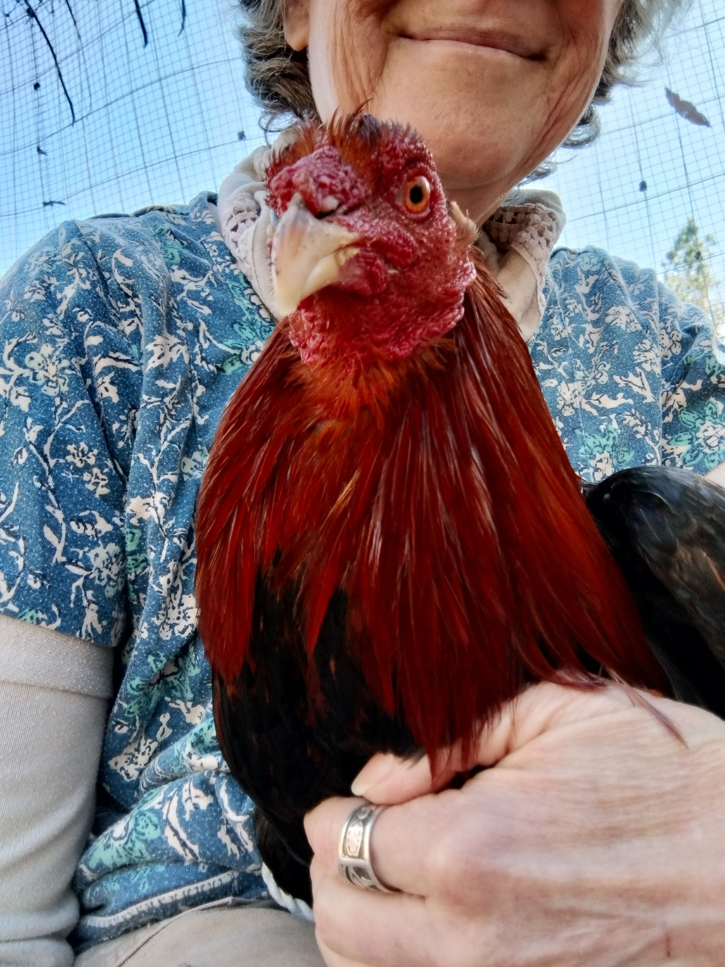 Mother Clucker's Microsanctuary