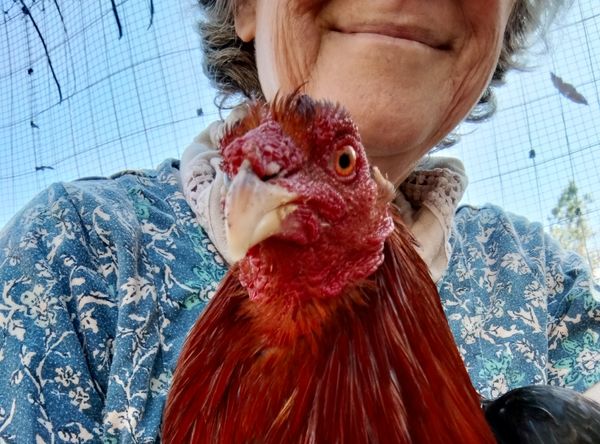 Mother Clucker's Microsanctuary
