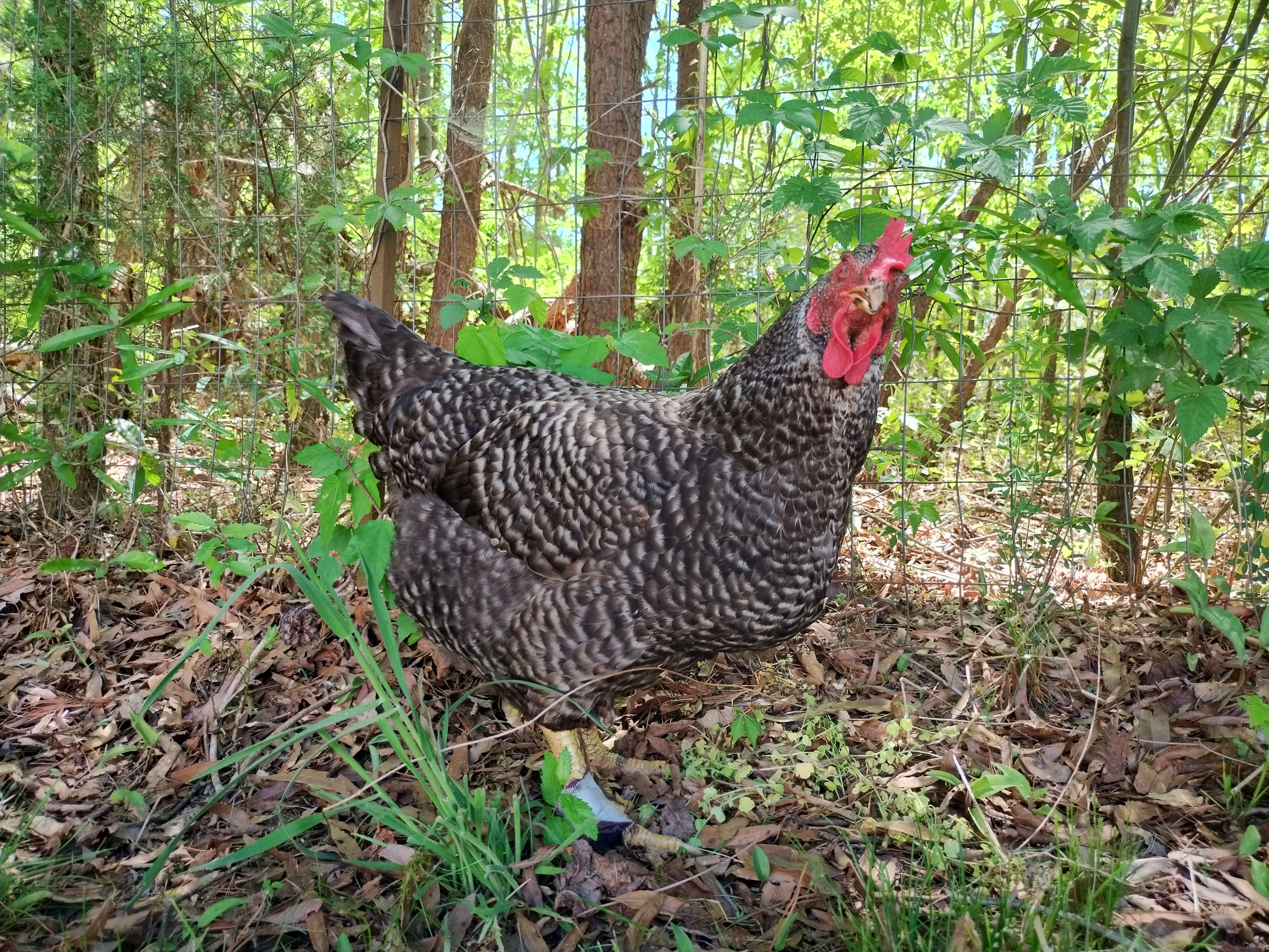 Mother Clucker's Microsanctuary