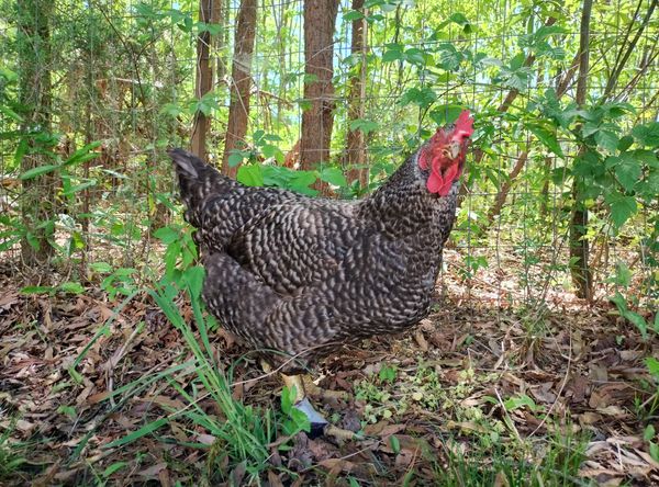 Mother Clucker's Microsanctuary
