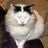 Kitty Safe Haven No-Kill Shelter
