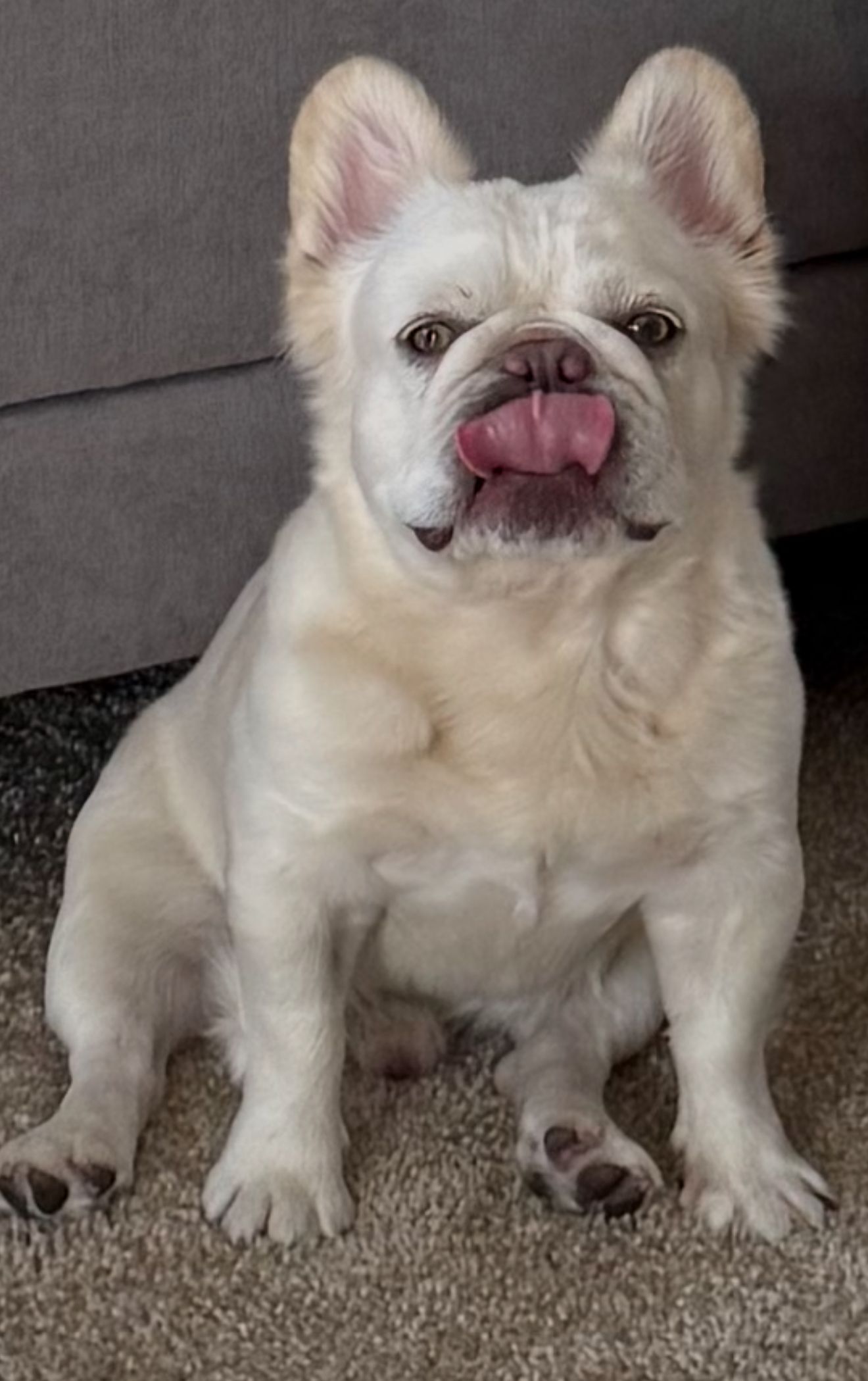 Independent SoCal French Bulldog Rescue