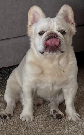 Independent SoCal French Bulldog Rescue