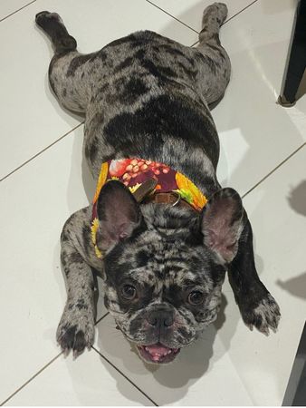 Independent SoCal French Bulldog Rescue