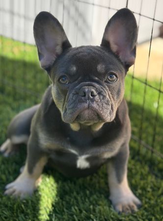 Independent SoCal French Bulldog Rescue