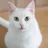 Kitty Claws Rescue Group SC