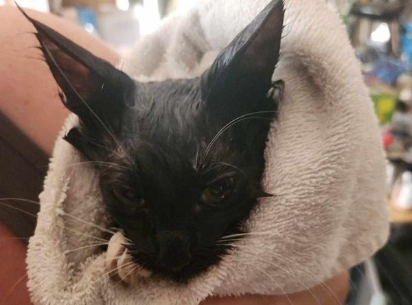 Oregon Coast Small Animal Rescue