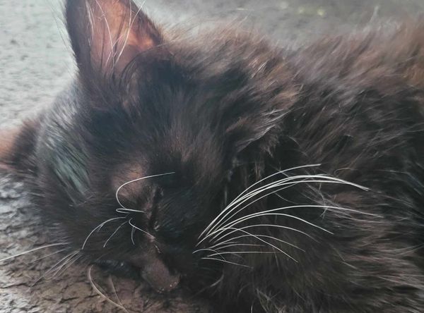 Oregon Coast Small Animal Rescue