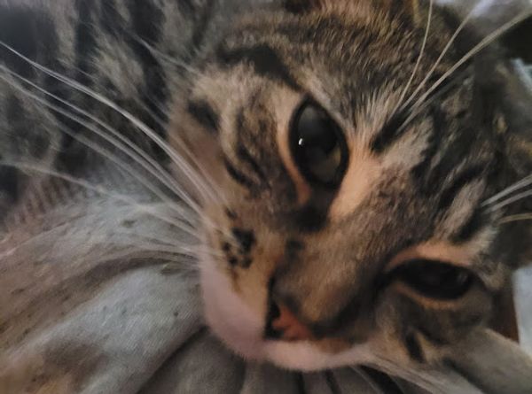 Oregon Coast Small Animal Rescue