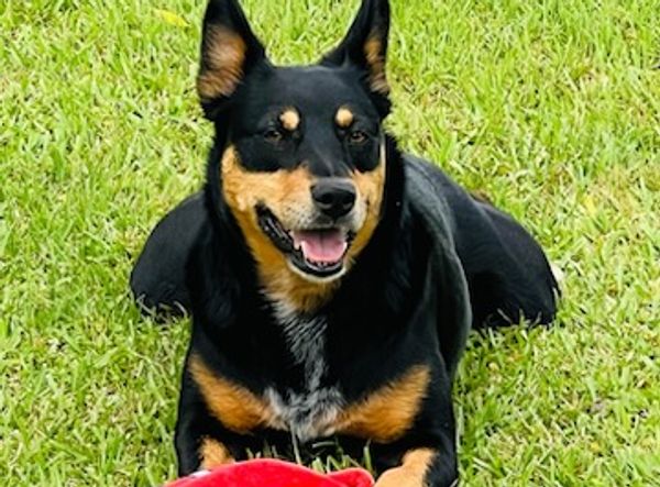 Haseyas New Beginning