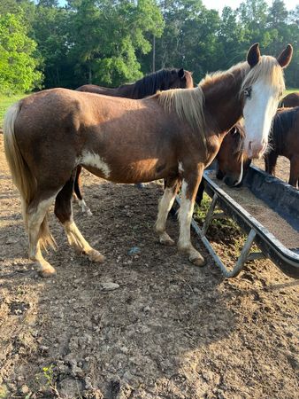 Haseyas New Beginning