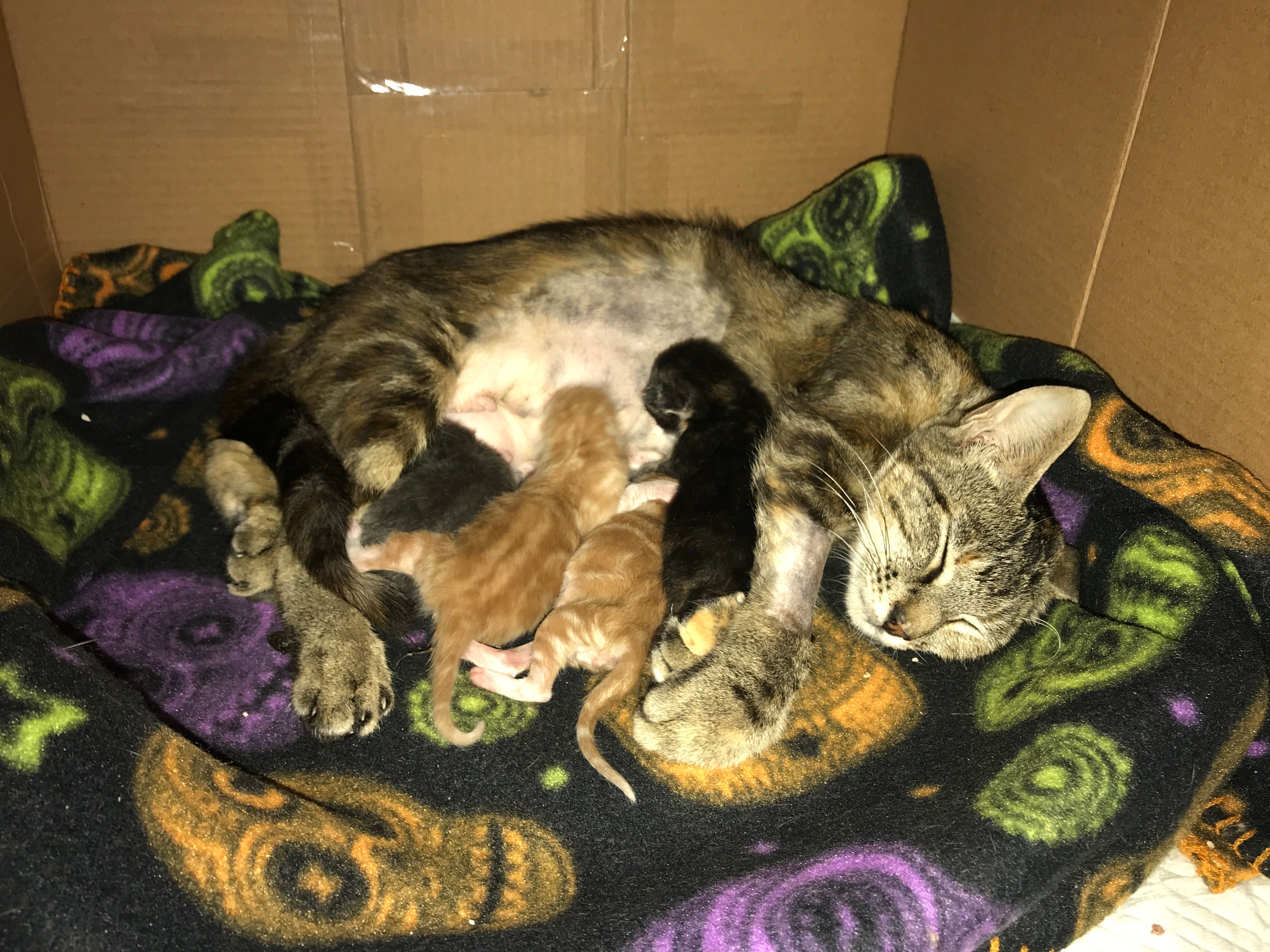 Whiskmo Feline Rescue