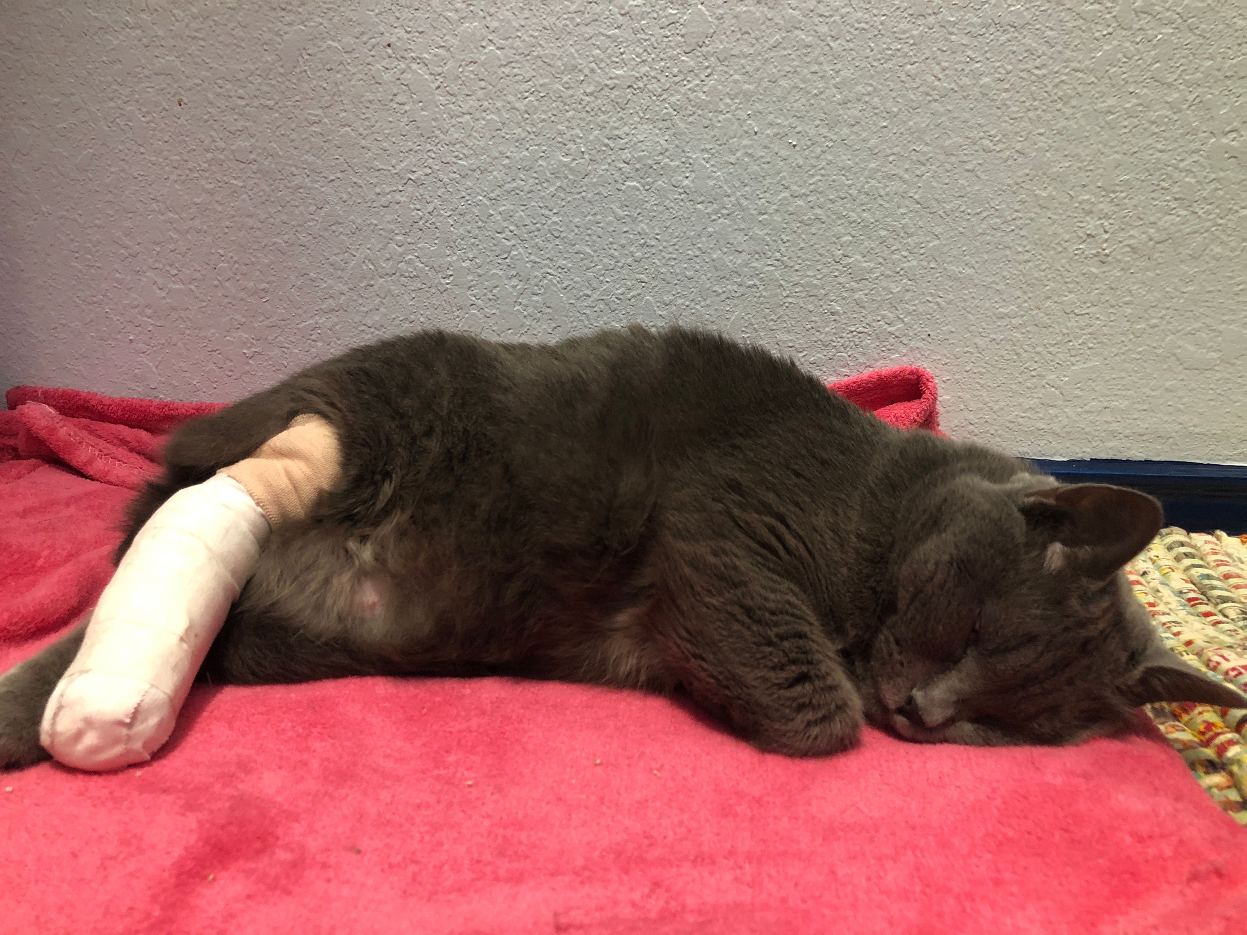 Whiskmo Feline Rescue