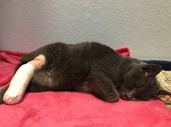 Whiskmo Feline Rescue