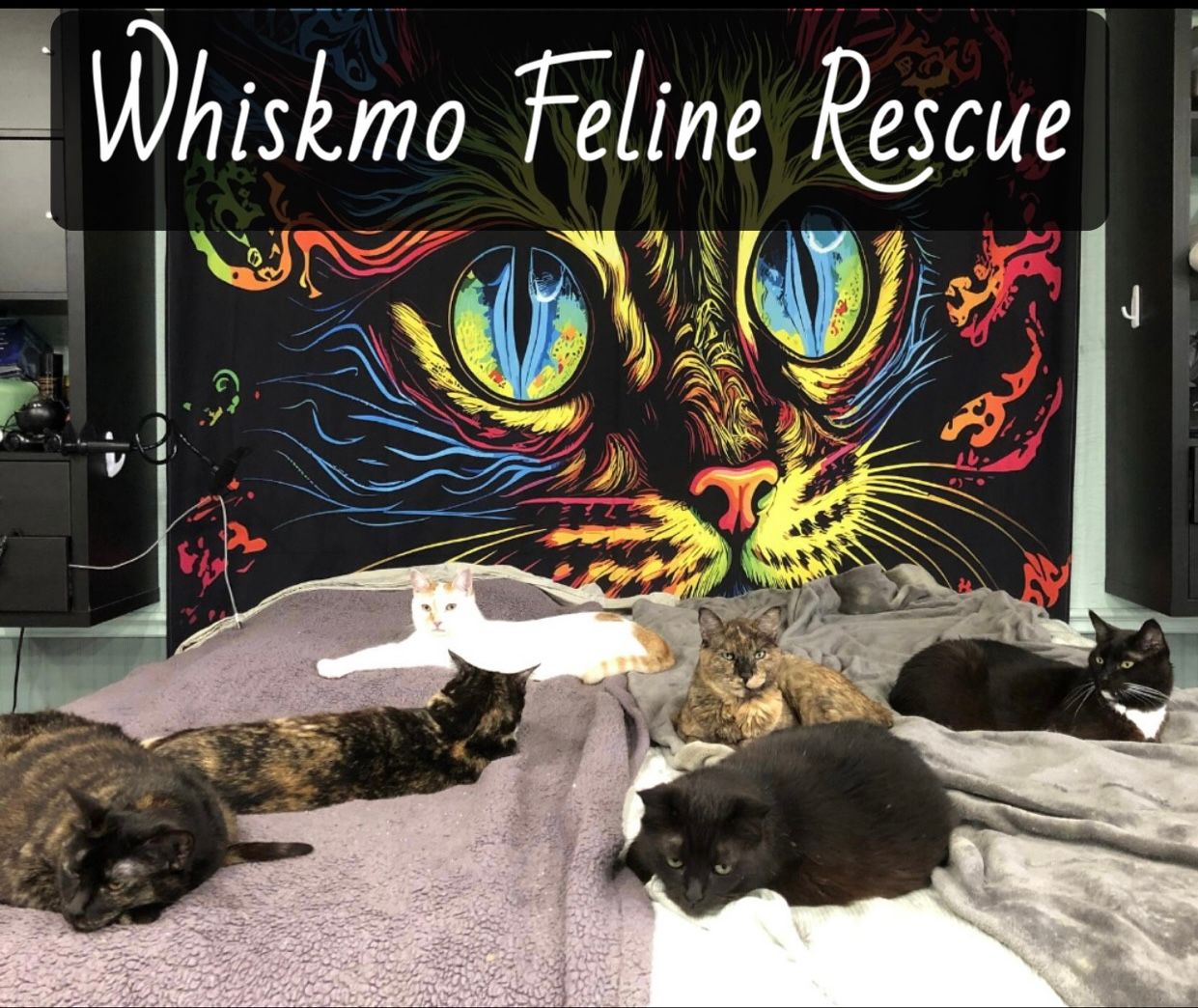 Whiskmo Feline Rescue